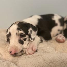 Great Danes from Diamond Danes