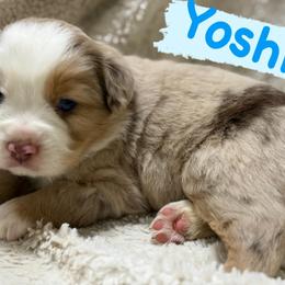 Yoshi - Red merle male Miniature Australian Shepherd puppy in South Central, Pennsylvania from Windy Hills Mini Aussies & Doodles
