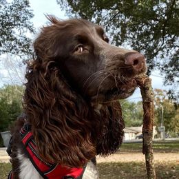 Bruno - English Springer Spaniel