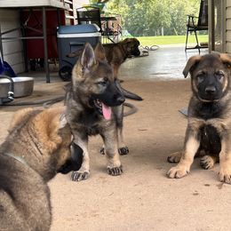 German Shepherd Puppies from Vom Burmeister Kennel