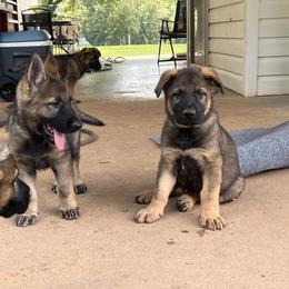 German Shepherd Puppies from Vom Burmeister Kennel