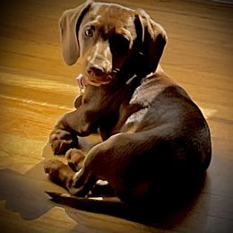 Dachshunds from We Love our Dachshunds 2005