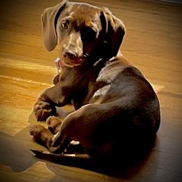Dachshunds from We Love our Dachshunds 2005