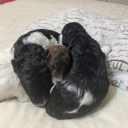 Poodle Puppies from Darla Pietrzak