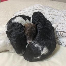 Poodle Puppies from Darla Pietrzak