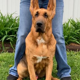 Bloodhounds from K Creek Farms