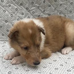 Vera - Sable merle and white female Collie puppy in Yulee, Florida from Three Collie Farm