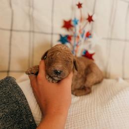 Lincoln - Red  male Goldendoodle puppy in Yukon, Oklahoma from Bows & Ties Doodles