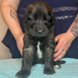 Ms. Lavender - Reddish brown female Leonberger puppy in Cypress, Texas from Magnolia Leos