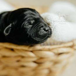 Light Blue Girl - Black female Labrador Retriever puppy in Southington, Ohio from Ridgemere Retrievers