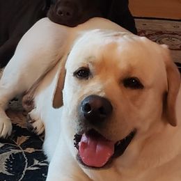 Labrador Retrievers from Jim's Labrador Retrievers