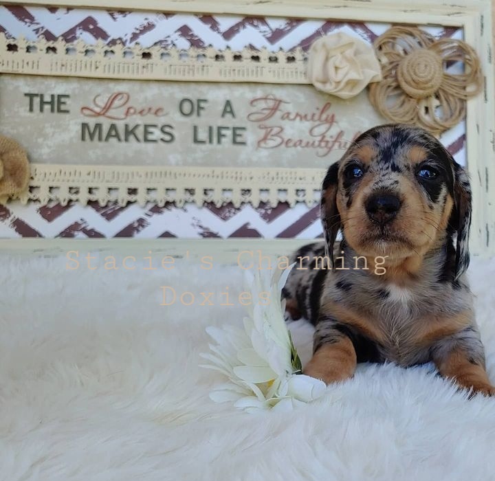 Dachshund Puppies from Stacie's Charming Doxies