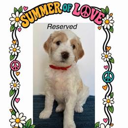 Ruby - Parti female Goldendoodle puppy in Frostproof, Florida from Lover Dover Doodles