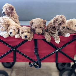Double Doodle and Goldendoodle Puppies from Big Red Paw Doodles