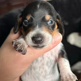 Bandit - Piebald male Dachshund puppy in Bruceton, Tennessee from Dachshund Dreams