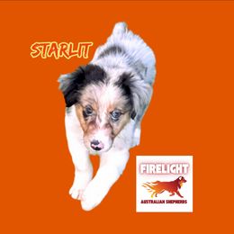 Starlit - Blue merle female Australian Shepherd puppy in Arlington, Texas from Firelight Australian Shepherds