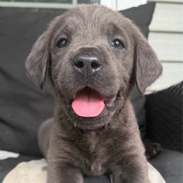 Maverick- Black - Charcoal male Dilute Retriever puppy in Marion, Illinois from Summer Lovin’ Labradors of Southern Illinois