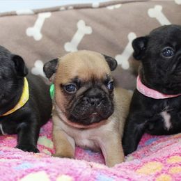 French Bulldog Puppies from SnortVille Bullies