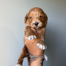 Kiwi - Red  male Goldendoodle puppy in Smithfield, Kentucky from KBK9 Kennels