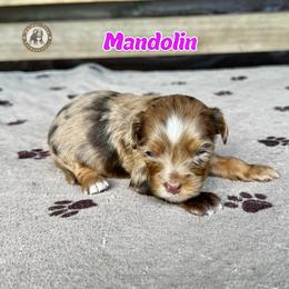 Mandolin - Merle female Bernedoodle puppy in Banner Elk, North Carolina from Walnut Tree Bernedoodles