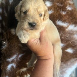 Black collar - Golden male Golden Retriever puppy in Jesup, Georgia from Painted Platinum Retrievers (Painted Platinum Kennel) PPK