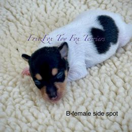 Side spot - White black and tan female Toy Fox Terrier puppy in Wayne, Oklahoma from FritzFox Toy Fox Terriers