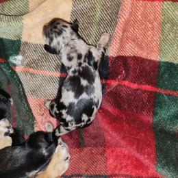 Confetti - Dapple female Dachshund puppy in Tucson, Arizona from Crowned Doxies