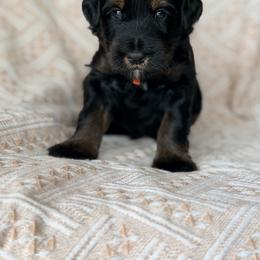 Travel - Orange - Phantom male Bernedoodle puppy in Charleston, South Carolina from Palm Belle Doodles