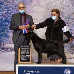 Labrador Retriever All Grown Up from EverOak Labradors