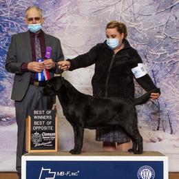 Labrador Retriever All Grown Up from EverOak Labradors
