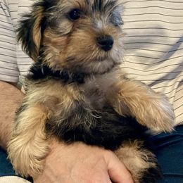 Assorted Doodle Crosses, Double Doodle, Maltipoo, Morkie, and Yorkipoo Puppies from Danza Bolo