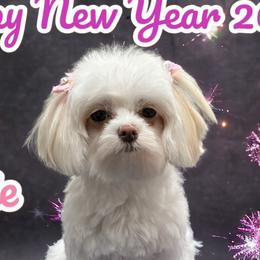 Pixie - Maltipoo