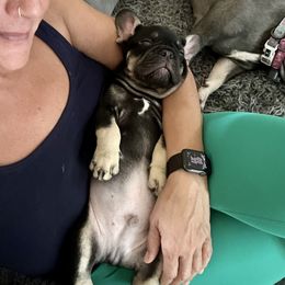 French Bulldog Puppies from Small Batch Frenchies