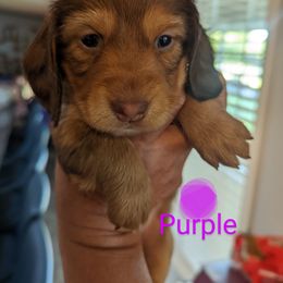 Girl 4 - Dachshund puppy in Homosassa, Florida from Foxies Doxies