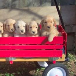 Golden Retriever Puppies from SureFire Golden’s
