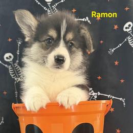 Ramon - Black and tan male Pembroke Welsh Corgi puppy in Murchison, Texas from Cattal Corgis