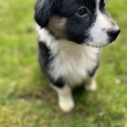 Archy - Australian Shepherd puppy in Oregon from Willamette Valley Australian Shepherds