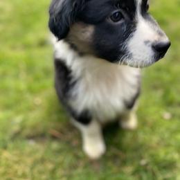 Archy - Australian Shepherd puppy in Oregon from Willamette Valley Australian Shepherds