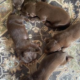 Labrador Retriever Puppies from Creekside Canines