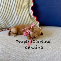 Caroline - Red  female Goldendoodle puppy in Springville, Utah from JW Doodles