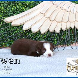 Bowen - Red tri male Miniature Australian Shepherd puppy in Madisonville, Texas from Flying LL Aussies