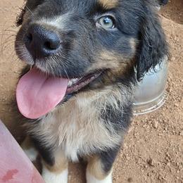 Australian Shepherd Puppies from Red Five Kennels