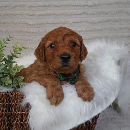 Goldendoodle Puppies from Maryland Doodles