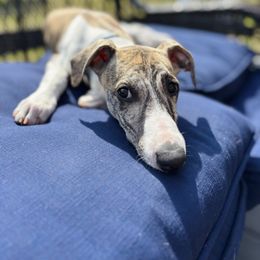 Vector - White and fawn brindle Whippet puppy in Madisonville, Tennessee from Smithfield Park