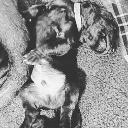 Great Dane Puppies from Amor Mio Great Danes