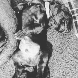 Great Dane Puppies from Amor Mio Great Danes