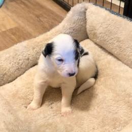 Rome - Black and white male Border Collie puppy in Lebanon, Oregon from Cahill’s Canines