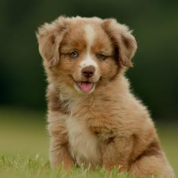 Hopper - Red merle male Miniature Australian Shepherd puppy in Hartman, Arkansas from Southern Edition Aussies