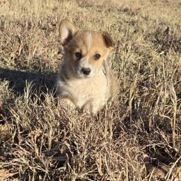 Henry - Red male Pembroke Welsh Corgi puppy in Anton, Texas from X Bar's Lil Legs of Texas