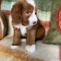 Autumn - Red  female Goldendoodle puppy in Ottawa, Ohio from Simply Beautiful Goldendoodles
